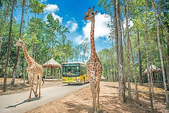 Vinpearl Safari Phú Quốc – vườn thú bán hoang dã đầu tiên ở Việt Nam